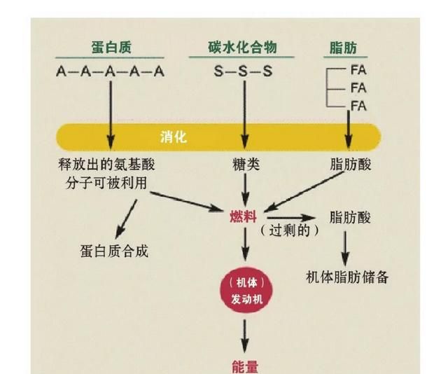 哪一种减肥药效果好，哪种减肥药最好最有效图3