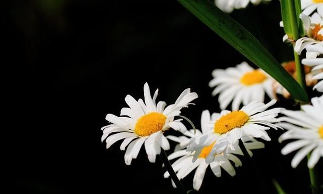 洋甘菊茶，洋甘菊怎么养护图9