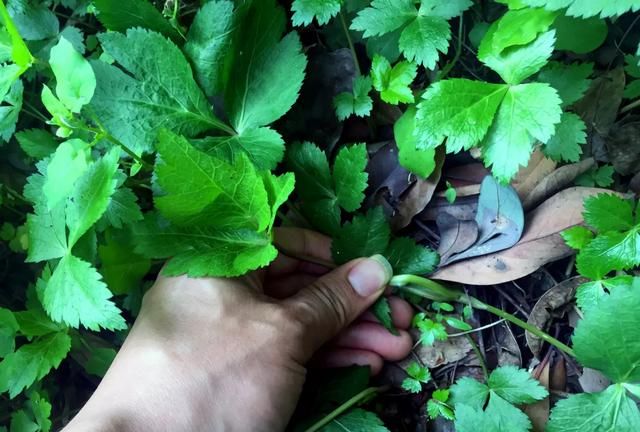 鸭脚板草，鸭脚板野菜可以吃吗图8