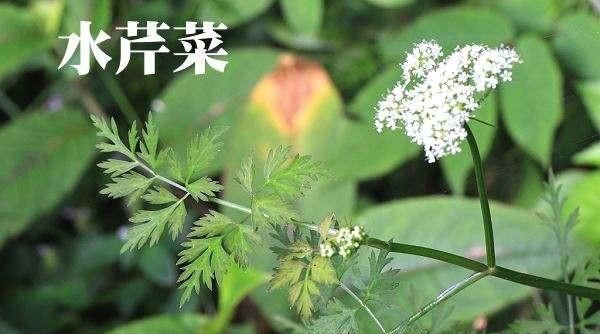 蕨菜的功效作用及危害，水芹菜的功效与作用及食用方法和禁忌图2