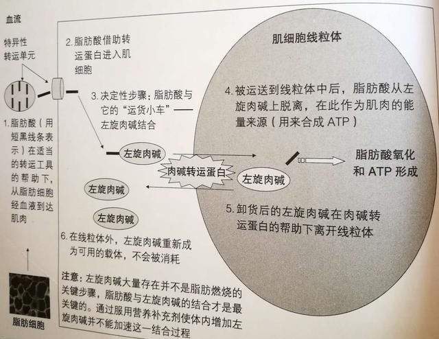 左旋肉碱有用吗 知乎图2