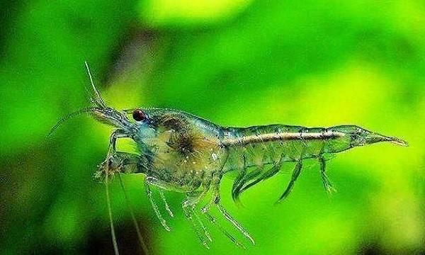 虾???的腰天生就直不起来吗为什么图1