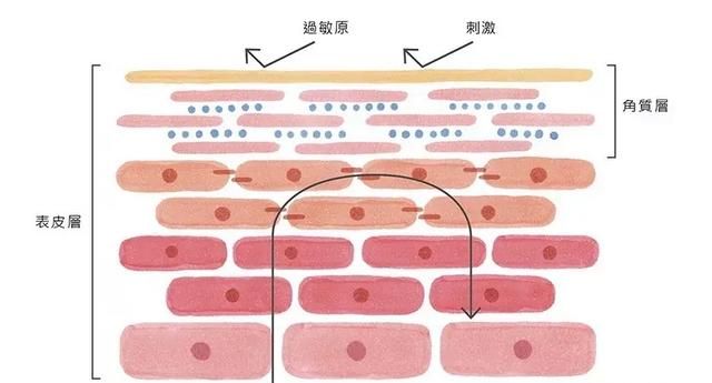 如何制作蜂蜜蛋清面膜图2