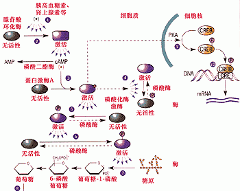 激素调节，生理活动是如何调节的图3