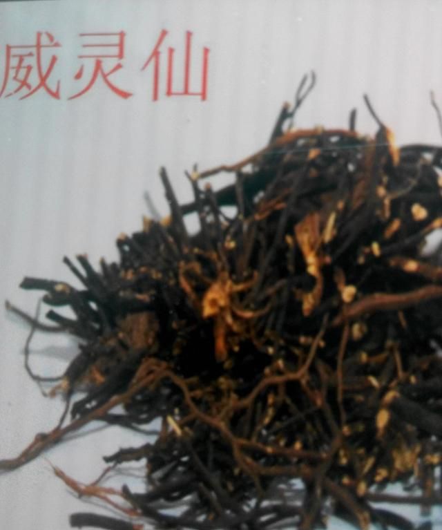 威灵仙的功效与作用，威灵仙的茎和叶有什么功效和作用图片图2