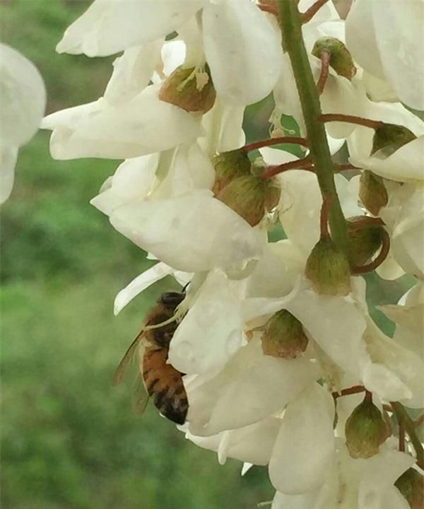 洋槐花蜂蜜，槐花蜂蜜和洋槐蜂蜜的区别图1