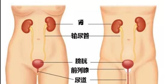 肾结石怎么办图9