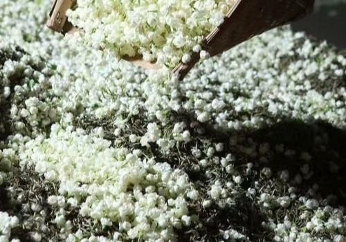 茉莉花茶的泡法，茉莉花茶是怎么制作的图3