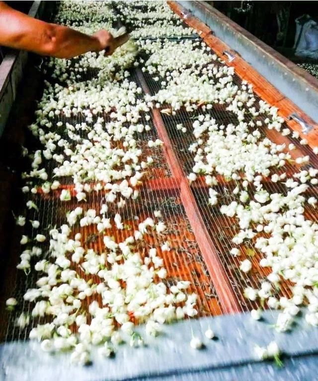 茉莉花茶的泡法，茉莉花茶是怎么制作的图5