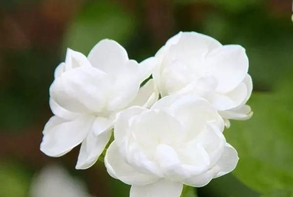 茉莉花茶的泡法，茉莉花茶是怎么制作的图8
