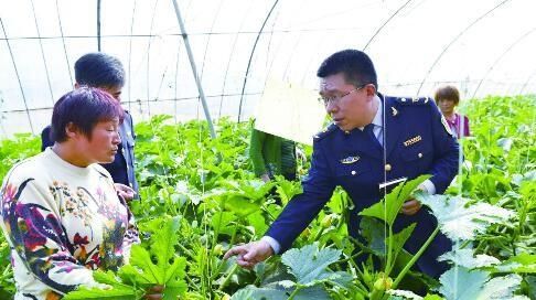 无公害蔬菜和绿色蔬菜的区别，有机蔬菜和无公害蔬菜的区别图3