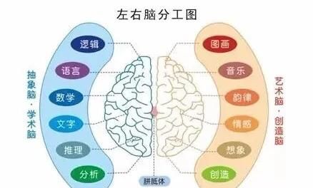 左脑和右脑真的有区别吗图3