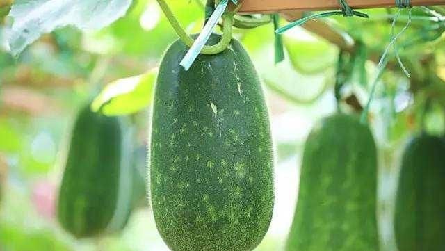 冬瓜的吃法，冬瓜还有什么创意吃法呢图2