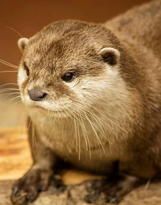 农村老人常说水里有“水猴子”，会拉人下水，水猴子到底是什么图4