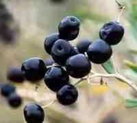 黑瓜子的营养价值，黑枸杞和蓝莓哪个营养价值高图1
