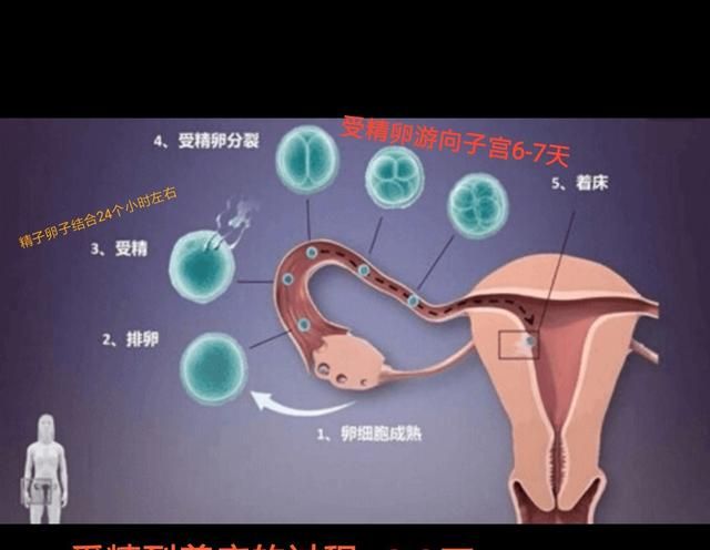 精子、卵子着床需要多长时间图1