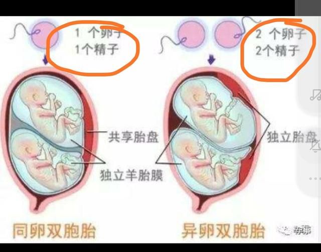 精子、卵子着床需要多长时间图3