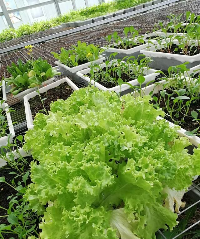 有机蔬菜种植技术，有机种植的标准是什么样的图7