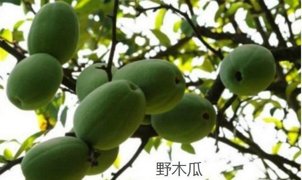 木瓜木瓜，野木瓜与木瓜有何区别图3