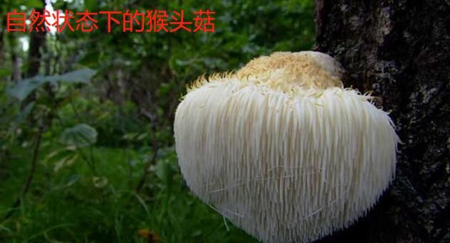 干猴头菇怎么吃，猴头菇怎么做好吃?图1