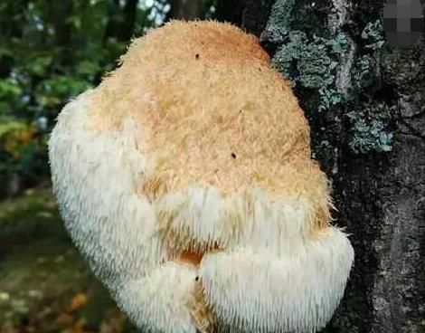 干猴头菇怎么吃，猴头菇怎么做好吃?图5