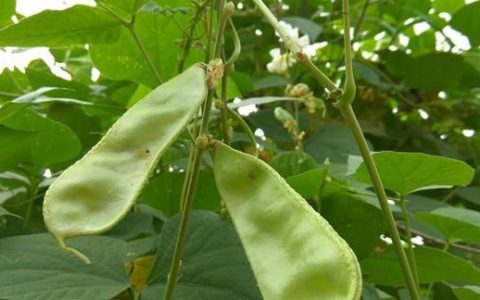 白扁豆花，农村种植扁豆,是红颊的好还是白颊的好