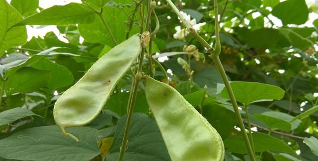 白扁豆花，农村种植扁豆,是红颊的好还是白颊的好图1