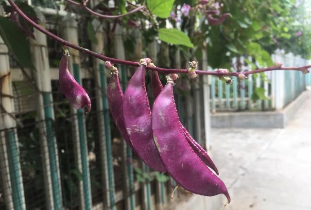 白扁豆花，农村种植扁豆,是红颊的好还是白颊的好图2