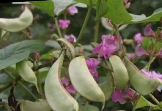 白扁豆花，农村种植扁豆,是红颊的好还是白颊的好图8