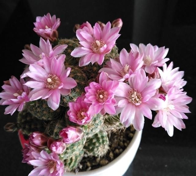 仙人球花，仙人球的花怎么处理图2