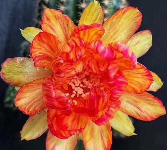 仙人球花，仙人球的花怎么处理图3