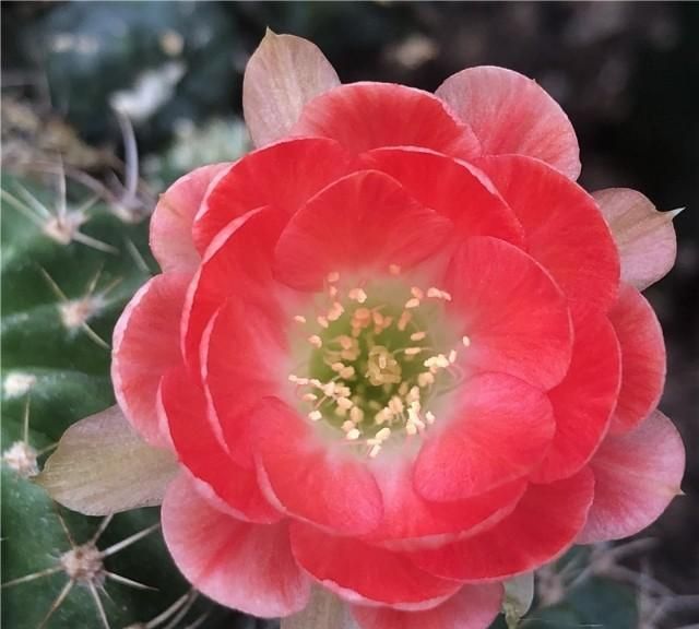仙人球花，仙人球的花怎么处理图4