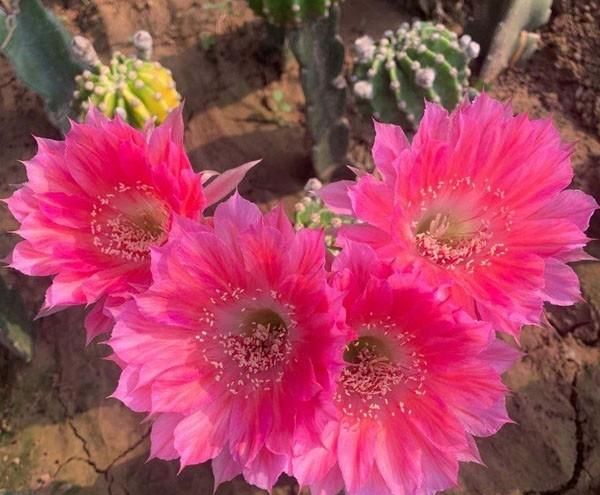 仙人球花，仙人球的花怎么处理图5