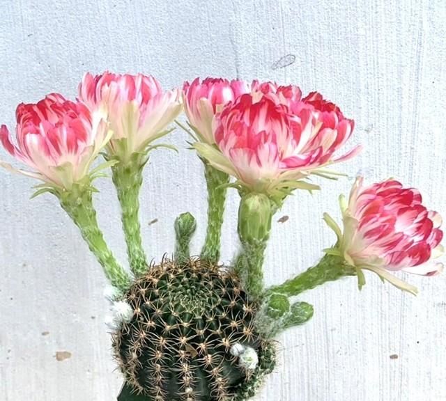 仙人球花，仙人球的花怎么处理图6