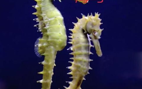 海龙的功效与作用，海马的功效与作用吃法