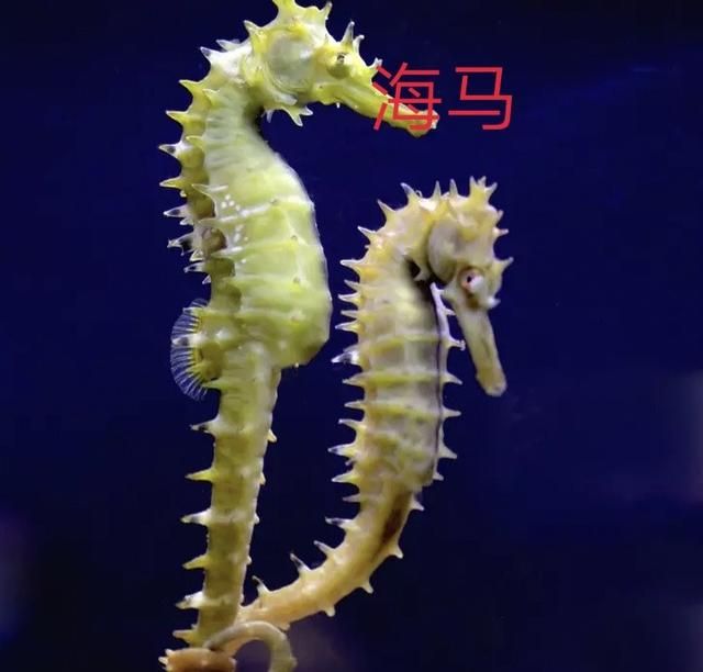 海龙的功效与作用，海马的功效与作用吃法图1