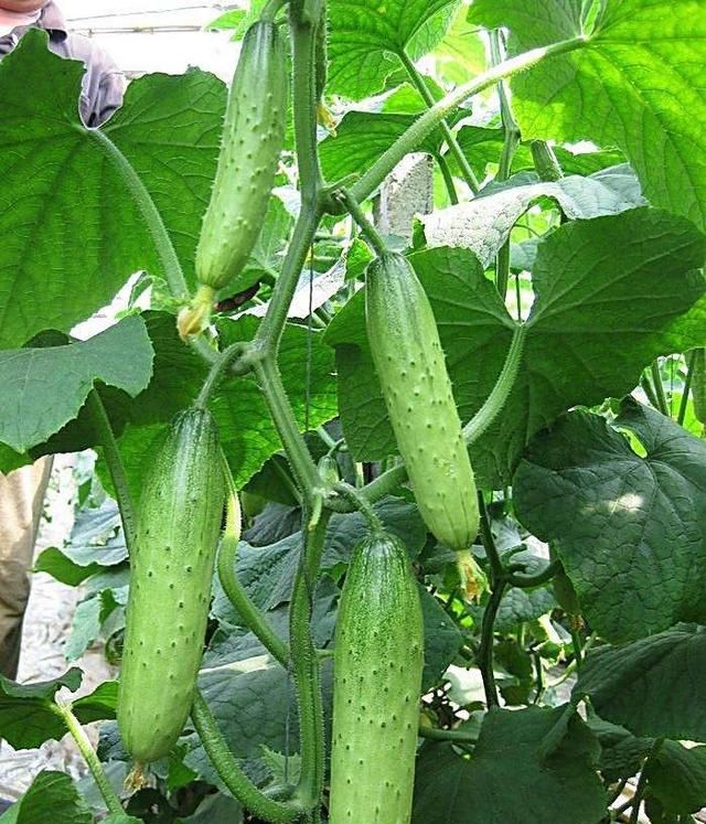 食用黄瓜籽有哪些功效图9
