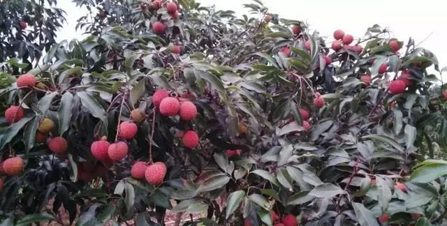 荔枝的功效与作用，荔枝有哪些形态特征和功效和作用图1