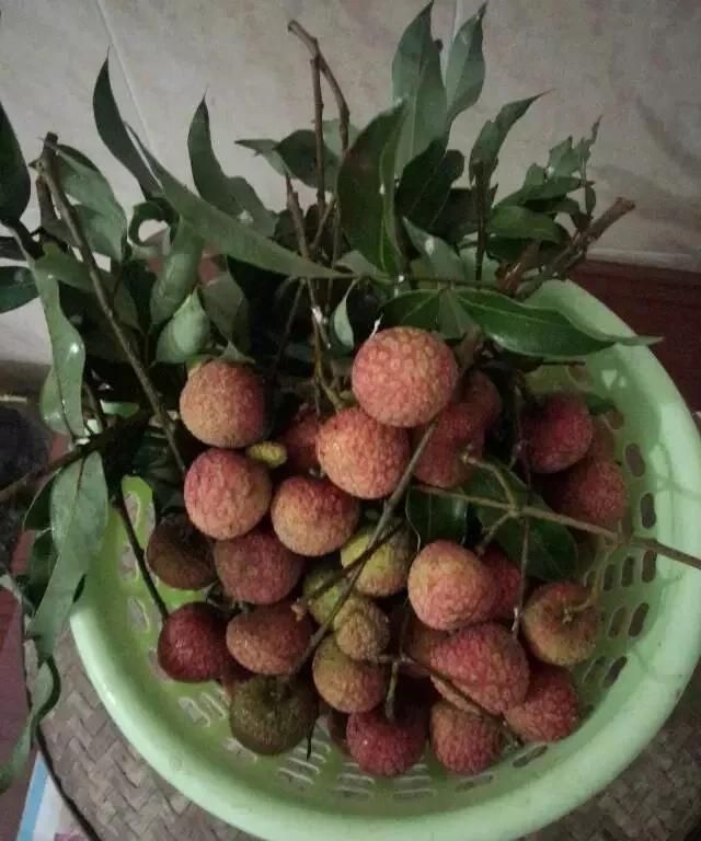 荔枝的功效与作用，荔枝有哪些形态特征和功效和作用图4