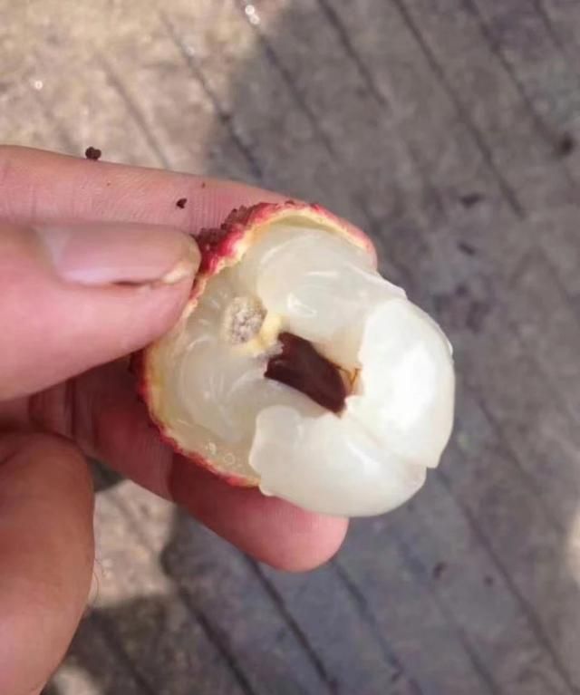 荔枝的功效与作用，荔枝有哪些形态特征和功效和作用图5