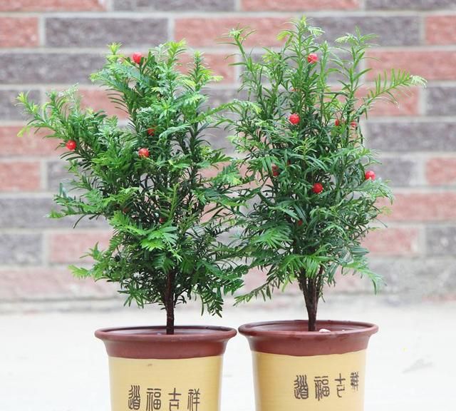 红豆汤的功效与作用，红豆杉的功效与作用图5