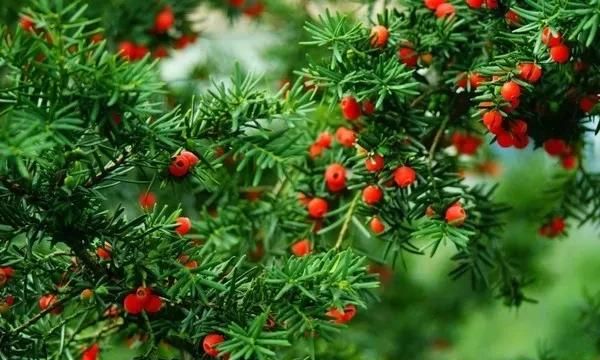 红豆汤的功效与作用，红豆杉的功效与作用图7