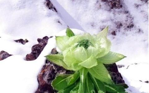 雪莲花的功效，雪莲花有什么药用价值问一下