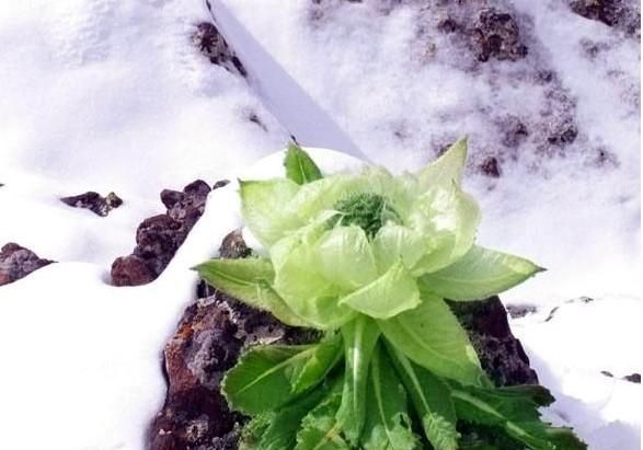 雪莲花的功效，雪莲花有什么药用价值问一下图1