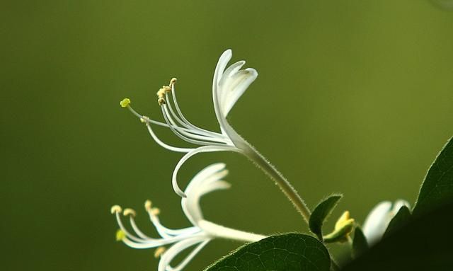 金银花功效，金银花的功效与作用泡水喝的功效图3