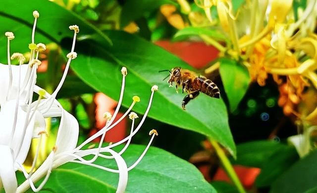 金银花功效，金银花的功效与作用泡水喝的功效图9