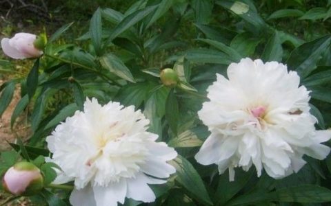 白芍的功效与作用，白芍作为中药材,都有哪些功效与作用呢