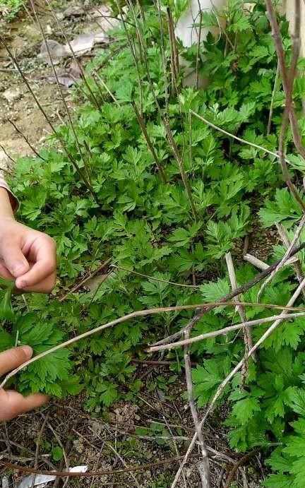 艾草的功效与作用，艾草的药用功效和作用图2