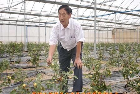 冬枣的营养功效与作用，冬枣有什么功效与作用图4