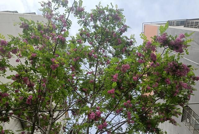 洋槐花的功效，洋槐花怎么做图4